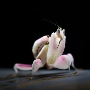 Meet your Posher, Lee-ann